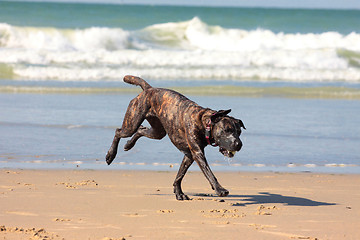 Image showing dog playing ball on the beach in summer