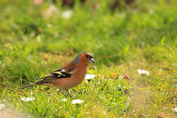 Image showing chaffinch wood with beautiful colors