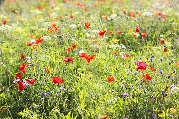 Image showing Colorful flowers, selective focus on pink flower 