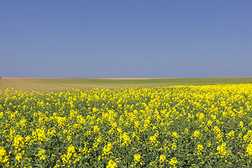 Image showing landscape of a rape fields in bloom in spring in the countryside