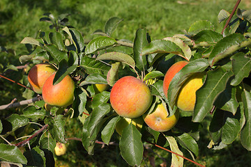 Image showing apple orchard in summer, covered with colorful apples