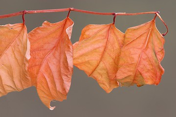 Image showing Red leaves