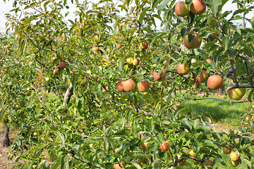 Image showing apple orchard in summer, covered with colorful apples