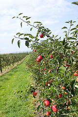 Image showing apple orchard in summer, covered with colorful apples