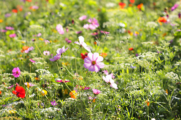 Image showing Colorful flowers, selective focus on pink flower 