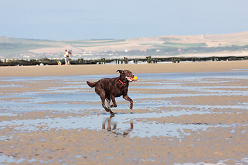 Image showing dog playing ball on the beach in summer