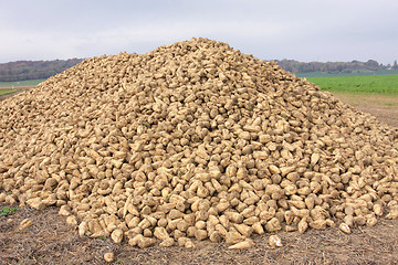 Image showing Sugar beet pile at the field after harvest