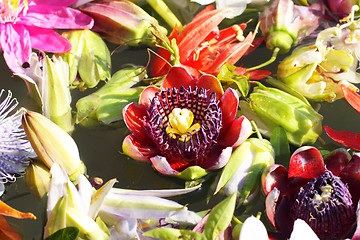 Image showing different colored passionflowers, passion flower, floating on water