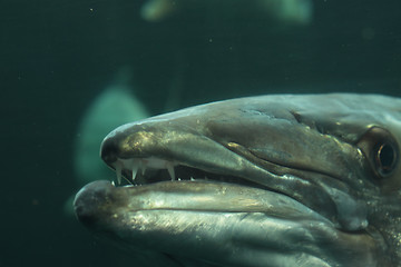 Image showing head of a barracuda in close-up underwater