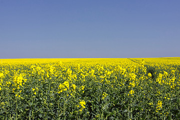 Image showing landscape of a rape fields in bloom in spring in the countryside