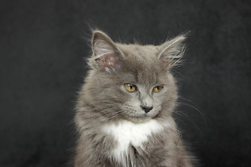 Image showing gray and white kitten close up on a black background