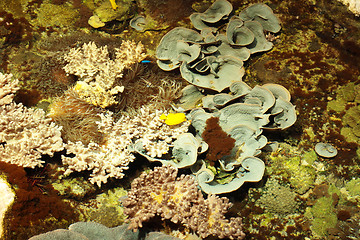 Image showing tropical marine reef with corals and fish Surgeons