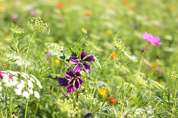 Image showing Colorful flowers, selective focus on pink flower 