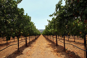 Image showing Vineyard