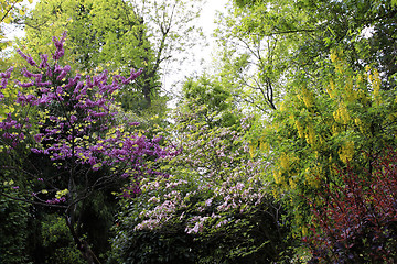 Image showing large trees in the garden of Monet at Giverny