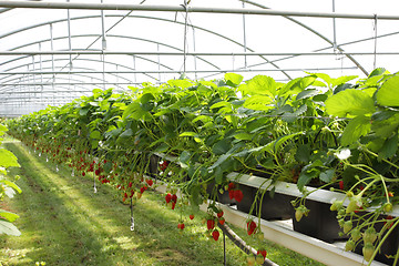 Image showing culture in a greenhouse strawberry and strawberries