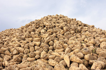 Image showing Sugar beet pile at the field after harvest