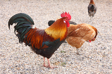 Image showing beautiful colorful rooster in a farmyard in France