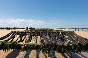 Image showing mussel farming on the coast of opal in the north of France