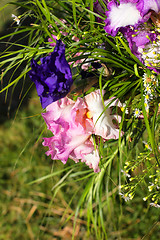 Image showing Group of purple irises in spring sunny day. Selective focus. 