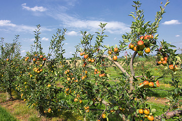 Image showing apple trees loaded with apples in an orchard in summer