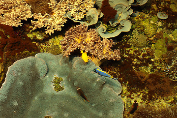 Image showing tropical marine reef with corals and fish Surgeons