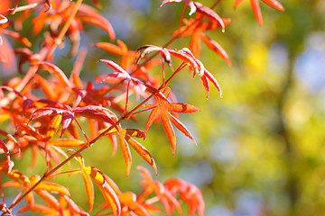 Image showing maple in autumn with red and orange leaves