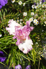 Image showing Group of purple irises in spring sunny day. Selective focus. 