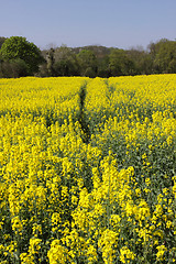 Image showing landscape of a rape fields in bloom in spring in the countryside