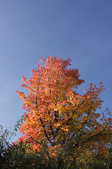 Image showing maple in autumn with red and orange leaves