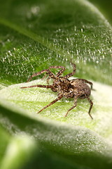 Image showing spider photographed close up on a green leaf