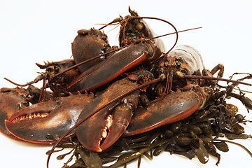 Image showing live lobsters on algae and a white background