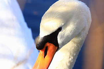 Image showing close-up portrait of a swan's head