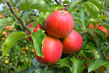 Image showing apple orchard in summer, covered with colorful apples