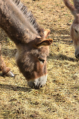 Image showing quiet donkey in a field in spring