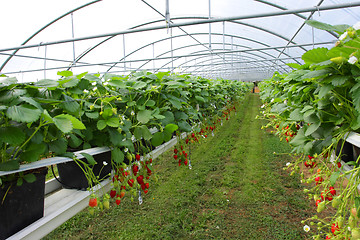 Image showing culture in a greenhouse strawberry and strawberries