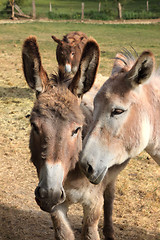 Image showing quiet donkey in a field in spring