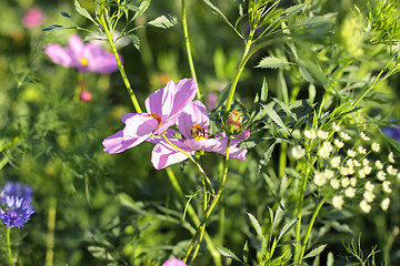 Image showing Colorful flowers, selective focus on pink flower 