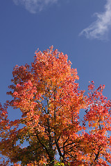 Image showing maple in autumn with red and orange leaves