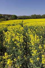 Image showing landscape of a rape fields in bloom in spring in the countryside