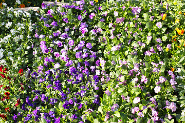 Image showing pansy pots for sale in a market in the autumn