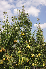 Image showing pear orchard, loaded with pears under the summer sun