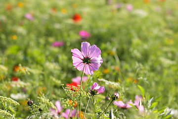 Image showing Colorful flowers, selective focus on pink flower 