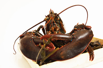 Image showing live lobsters on algae and a white background