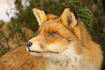 Image showing profile in close up of a stuffed fox