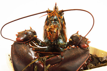 Image showing live lobsters on algae and a white background