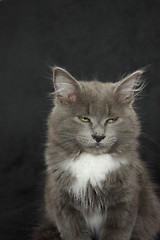 Image showing gray and white kitten close up on a black background