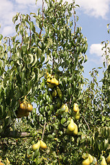 Image showing pear orchard, loaded with pears under the summer sun