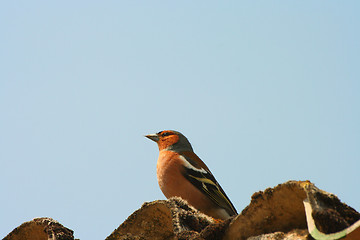 Image showing chaffinch wood with beautiful colors