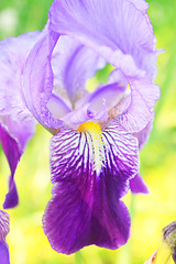 Image showing Group of purple irises in spring sunny day. Selective focus. 